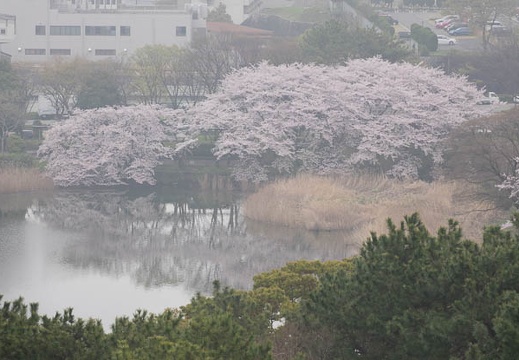 201704081222-DSC03518RX10M3.jpg