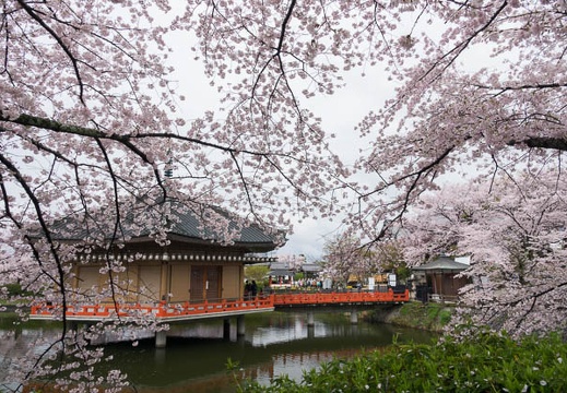 201704091028-DSC03835RX10M3.jpg