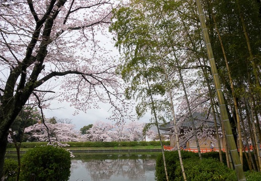 201704091029-DSC03839RX10M3.jpg