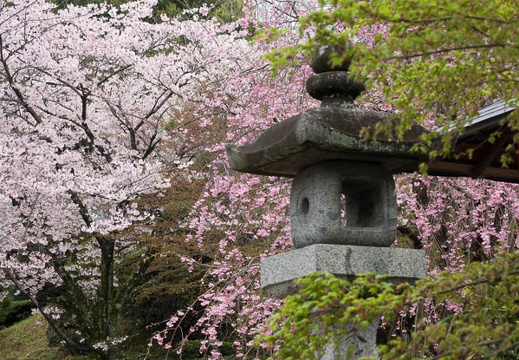 201704091048-DSC03906RX10M3.jpg