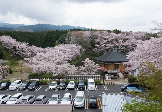 201704091114-DSC03967RX10M3.jpg