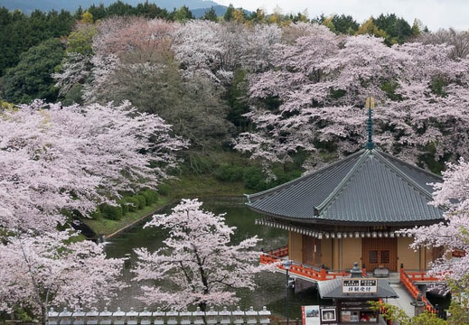 201704091115-DSC03972RX10M3.jpg