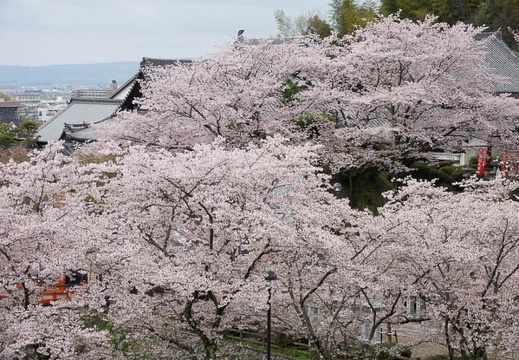 201704091132-DSC04044RX10M3.jpg