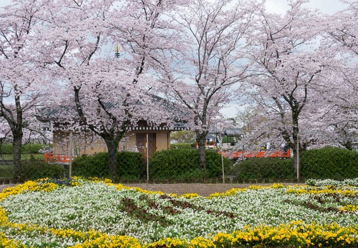 201704091144-DSC04085RX10M3.jpg