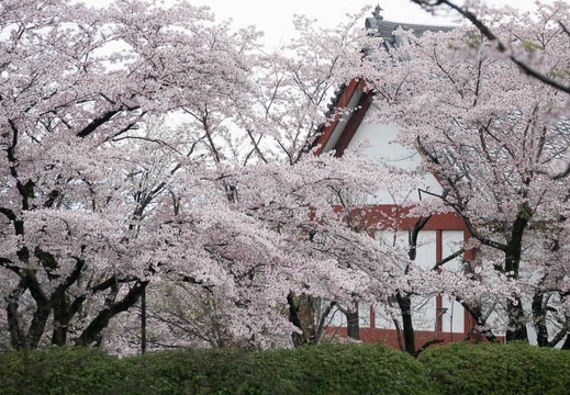 201704091153-DSC04113RX10M3.jpg