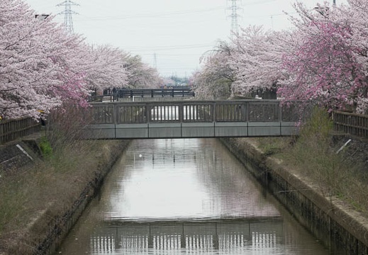 201704101209-DSC04586RX10M3.jpg