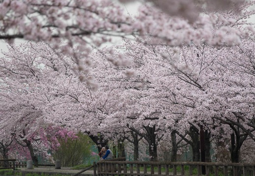 201704101252-DSC04662RX10M3.jpg
