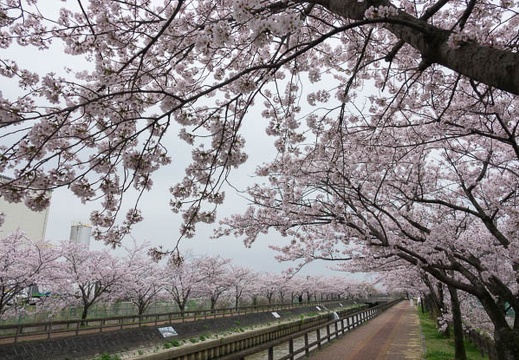 201704101259-DSC04689RX10M3.jpg