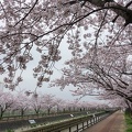 201704101259-DSC04689RX10M3.jpg