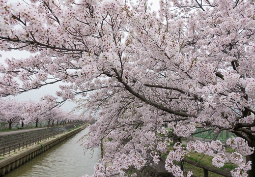 201704101302-DSC04697RX10M3.jpg