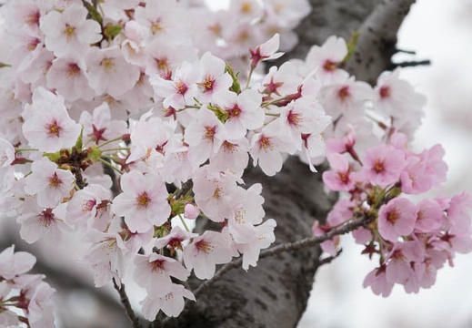 201704101307-DSC04709RX10M3.jpg