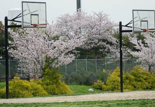 201704101338-DSC04751RX10M3.jpg