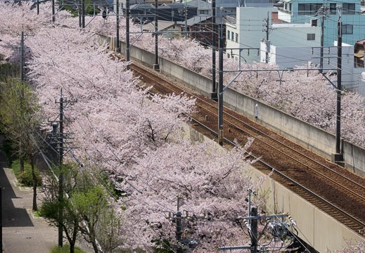 201704121322-DSC04887RX10M3.jpg