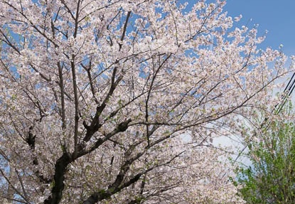 201704121338-DSC04918RX10M3.jpg