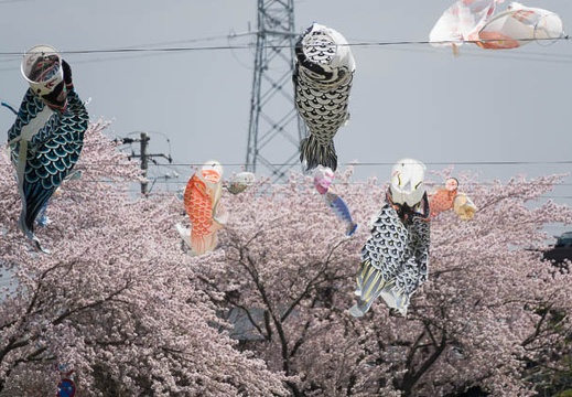 201704131155-DSC05159RX10M3.jpg