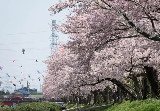 201704131215-DSC05240RX10M3.jpg