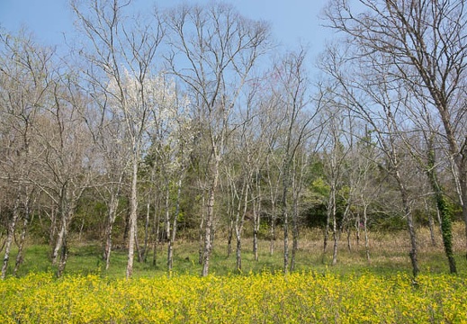 201704141000-DSC05700RX10M3.jpg