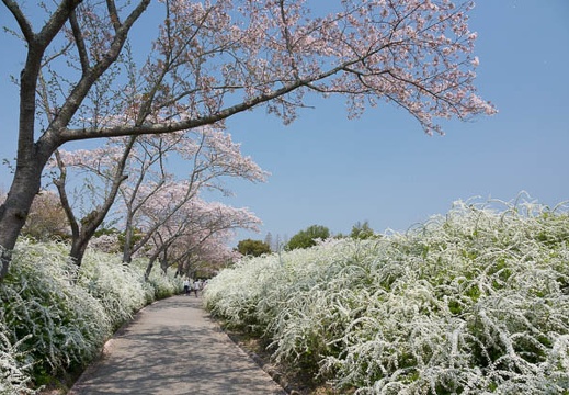 201704141058-DSC05845RX10M3.jpg