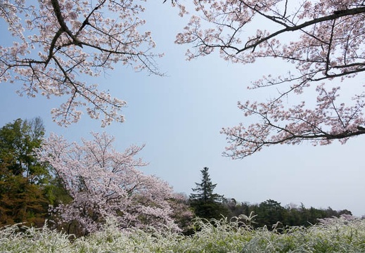 201704141103-DSC05874RX10M3.jpg