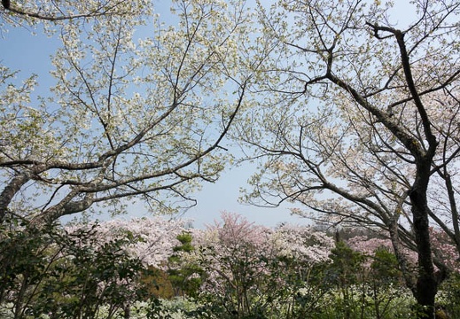 201704141117-DSC05897RX10M3.jpg
