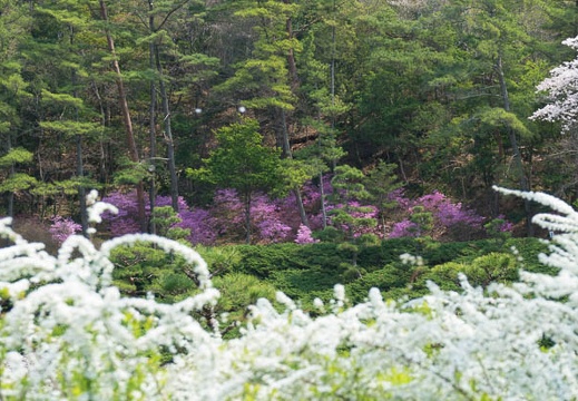 201704141129-DSC05929RX10M3.jpg