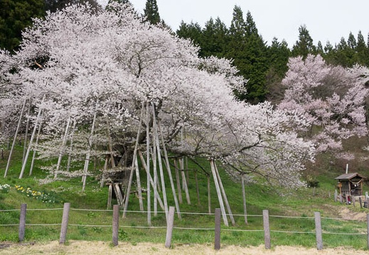 201704271433-DSC06079RX10M3.jpg