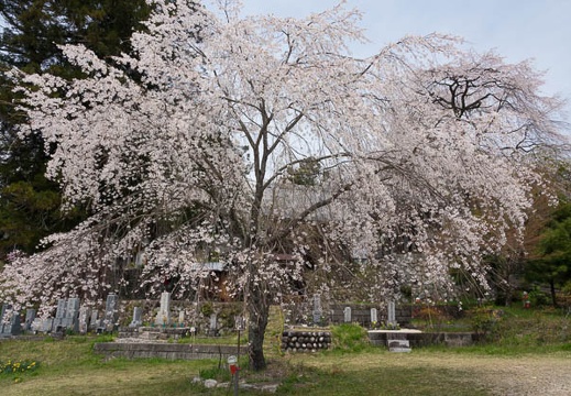 201704291128-DSC06725RX10M3.jpg