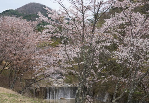 201704291135-DSC06753RX10M3.jpg