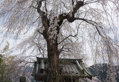 201704291139-DSC06769RX10M3.jpg
