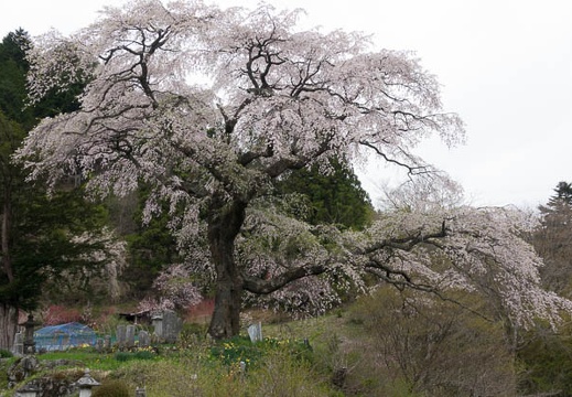201704291216-DSC06805RX10M3.jpg