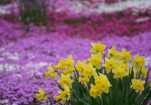 201704291221-DSC06820RX10M3.jpg