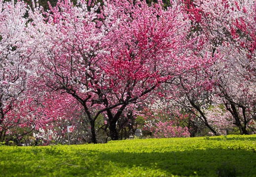 201704291346-DSC06961RX10M3.jpg