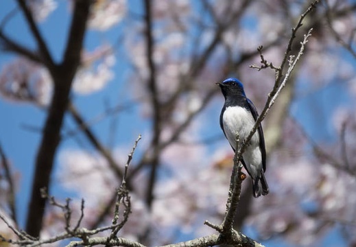 201704300839-DSC07447RX10M3.jpg