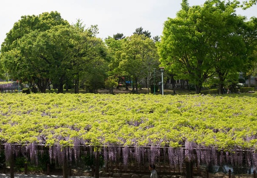 201705021513-DSC08102RX10M3.jpg