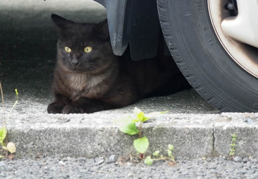 201705031626-DSC08498RX10M3.jpg