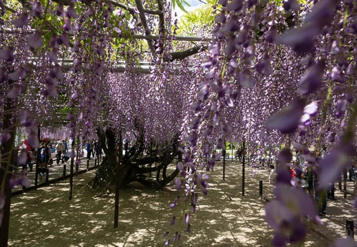 201705041353-DSC08917RX10M3.jpg
