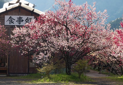 201705050653-DSC09007RX10M3.jpg