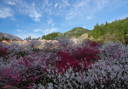 201705050712-DSC09054RX10M3.jpg