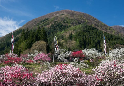 201705050732-DSC09079RX10M3.jpg