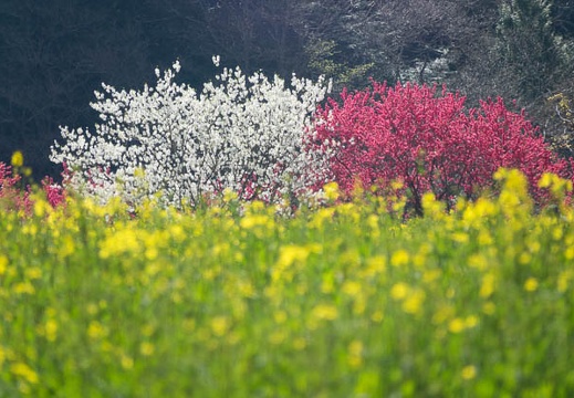 05.05 平成29年 花桃まつり