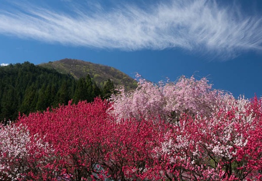 201705050909-DSC09307RX10M3.jpg