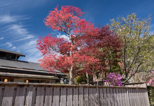 201705050914-DSC09320RX10M3.jpg