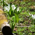 201705051232-DSC09616RX10M3.jpg