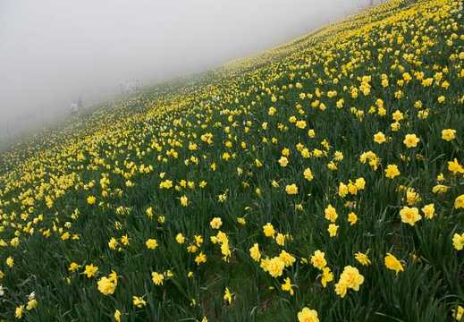 201705141237-DSC00034RX10M3.jpg