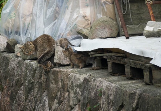 201705151027-DSC00488RX10M3.jpg