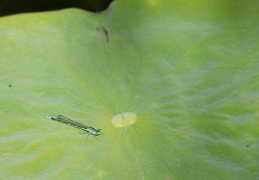 201706021459-DSC03655.jpg