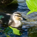 201706021504-DSC03693.jpg