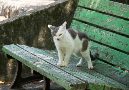 201706091248-DSC05130RX10M3.jpg