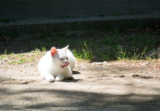 201706091336-DSC05215RX10M3.jpg