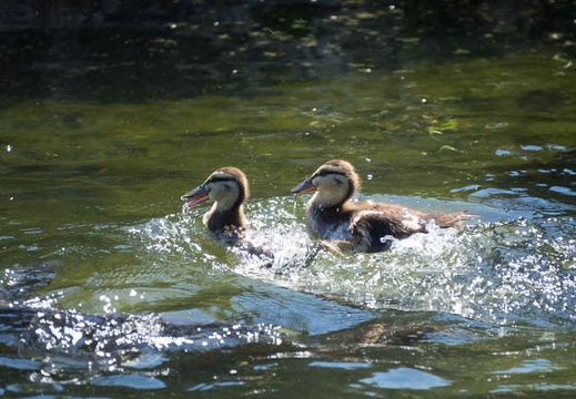 201706091421-DSC05240RX10M3.jpg